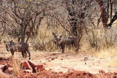 Afrika bozkırlarında vahşi bir hayvan sürüsü.