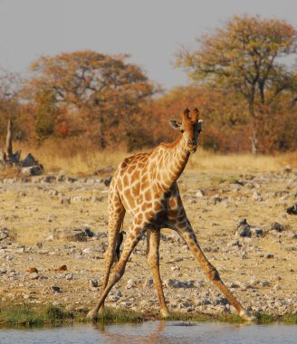 Etoşa Ulusal Parkı, Namibya 'daki su birikintisinden su içen zürafa.