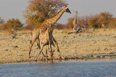 Etoşa Ulusal Parkı, Namibya 'da zürafa