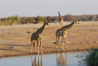 Savanadaki zürafaların ovasında zürafalar.
