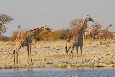 Zürafa suda içiyor.