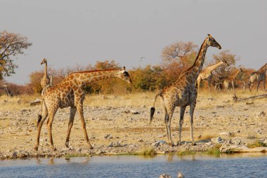 Afrika zürafası Namibya 'daki Etoşa Ulusal Parkı' ndaki su birikintisinde.