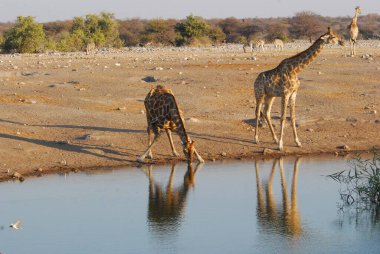 Afrika safari parkında zürafa.