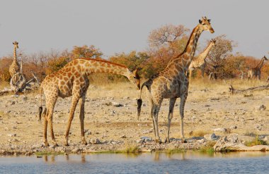 Afrika zürafası (zürafa camelopardalis) Etoşa Ulusal Parkı, Namibya 'da su birikintisi içiyor..