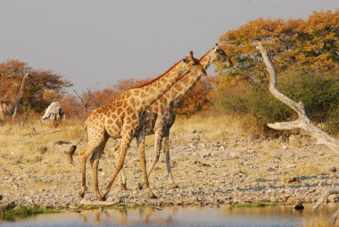 Afrika bozkırlarındaki zürafalar.