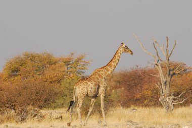 Etoşa Ulusal Parkı, Namibya 'da bir zürafa.