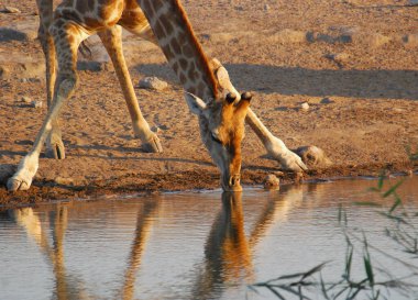 Afrikalı hayvanlar, seçici odaklanma