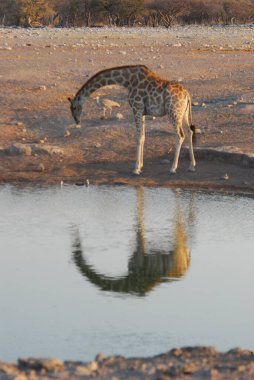 Etoşa Ulusal Parkı 'nda su içen zürafa.