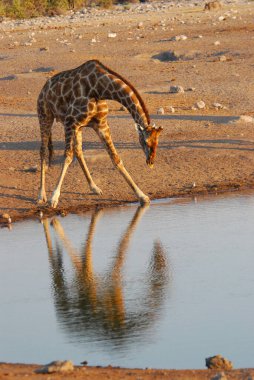 Afrika fili içme suyu