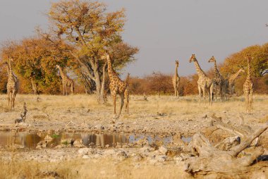 Namibya 'daki Etoşa safarisinde zürafalar.