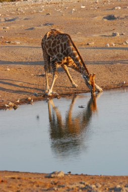 Sudaki zürafa, vahşi yaşam, fauna
