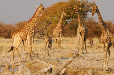 Afrika bozkırlarında bir grup zürafa.