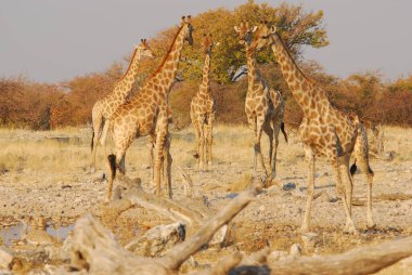 Zürafa, camelopardalis, etosha Ulusal Parkı, Namibya
