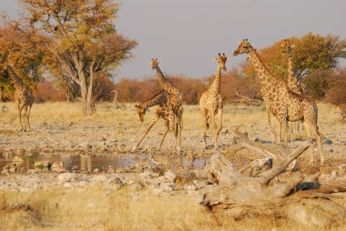 Afrikalı zürafalar su birikintisinde