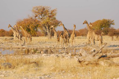 Afrika 'nın savanındaki zürafalar.
