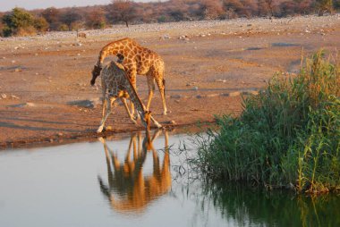 Suda zürafa, Namibya Afrika