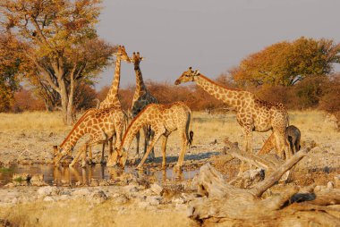 Etoşa Ulusal Parkı, Namibya 'da bir grup Afrika zürafası (zürafa opardalis)