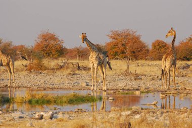 zürafa ziyarette200