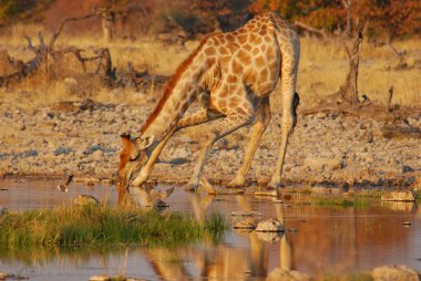 Afrika zürafası (zürafa cameloparis) Güney Afrika 'daki Kruger Ulusal Parkı' nda içme suyu, Specie cameloparpidalis