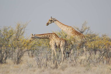 Savanada iki zürafa