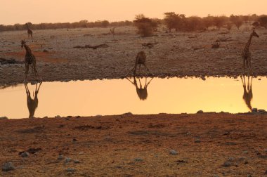 Güzel Afrika yaban hayatı manzarası