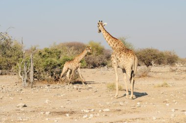 Afrika Etoşa Ulusal Parkı 'nda yürüyen zürafa camelopardalis.