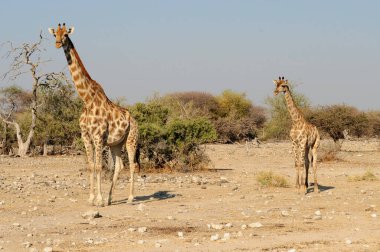Etkin Milli Parkı, Namibya, zürafalar