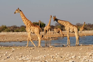 Etoşa namibya 'da suda zürafa