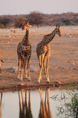 Namibya bozkırında güzel Afrika zürafaları