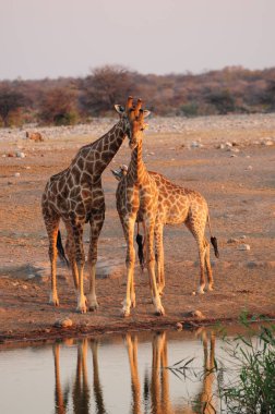 Etoşa Ulusal Parkı, Namibya, Afrika 'da Zürafa (zürafa camelopardalis)