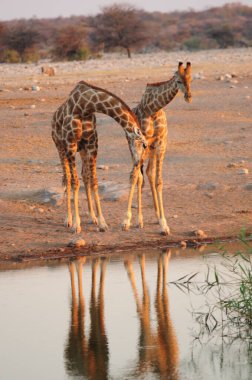 giraffes in namibia, africa