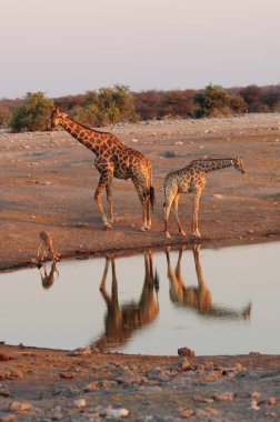 Zürafalar Afrika savana içinde