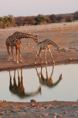 Zürafa Zürafa Cameldalis Etoşa Ulusal Parkı, Namibya 'da su içiyor.