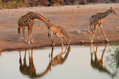 Zürafalar Afrika Savannah