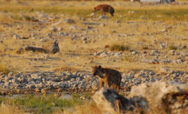 Savanadaki vahşi aslanlar