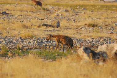 Savanadaki vahşi hayvanlar, Kenya