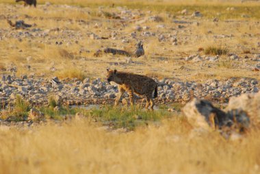 Çöldeki genç yaban domuzu, namibya