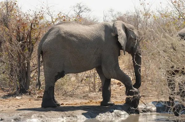 Kenya savanındaki fil