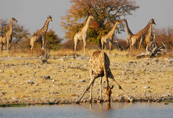 Afrika yaban hayatı hayvanları, doğa, vahşi yaşam, zürafa..
