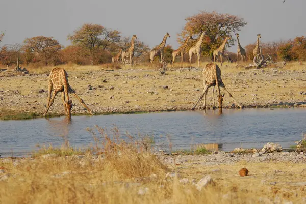 Afrika savanındaki zürafa