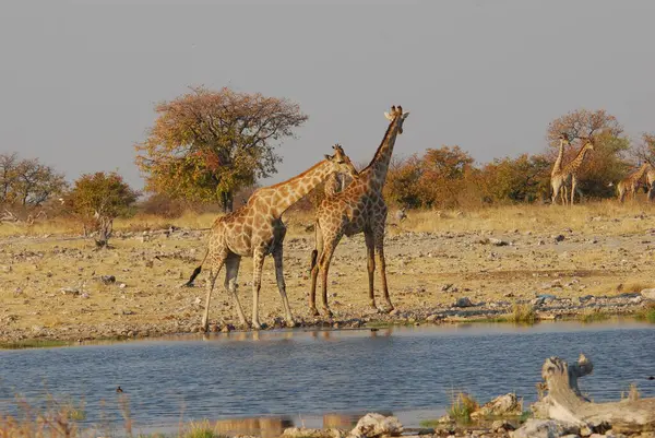 Afrika fili, panthera donta