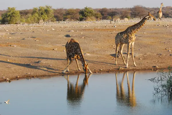 Afrika safari parkında zürafa.