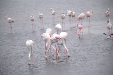 Sudaki bir kuş sürüsü.