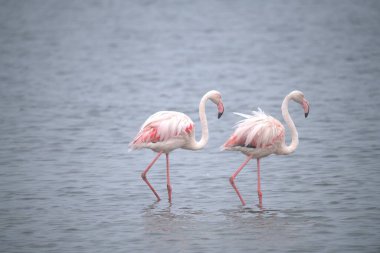 Flamingo gölün sularında