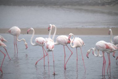 Suda güzel beyaz flamingo