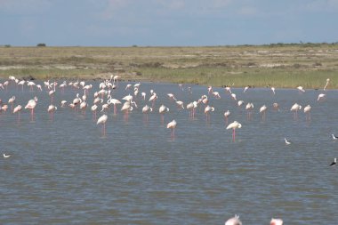 Kamp alanında flamingolar, Fransa