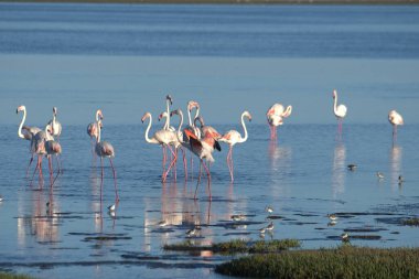 Gölde güzel flamingolar