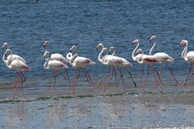 Pembe flamingolar, phoenicopterus ruber