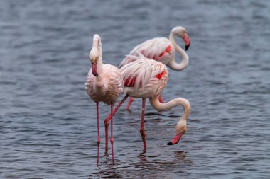 Suda pembe flamingo