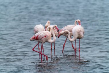 Gölde bir flamingo sürüsü
